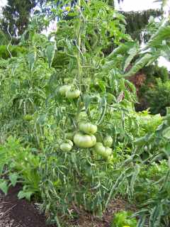 Tomate 'Gregory Altaï'