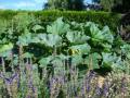 Courgettes