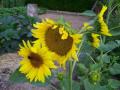 Tournesols