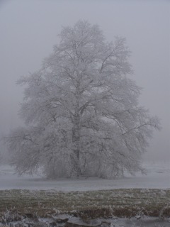 Sur le chemin du boulot, la prairie glace...