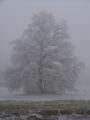 Sur le chemin du boulot, la prairie glace...