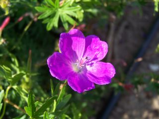 Géranium