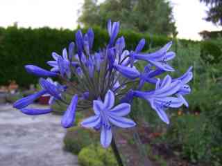 les agapanthes...