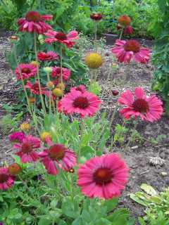 Encore des gaillardes... mais rouges !