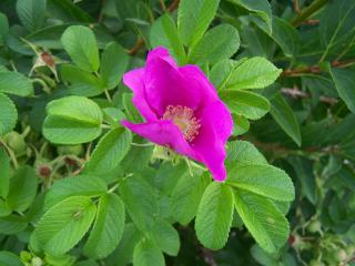 Rosa rugosa