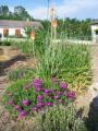 Le potager peut être un lieu coloré
