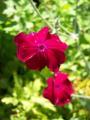 Coquelourde (Lychnis coronaria)