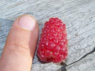Une idée de la taille des fruits