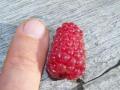 Une idée de la taille des fruits