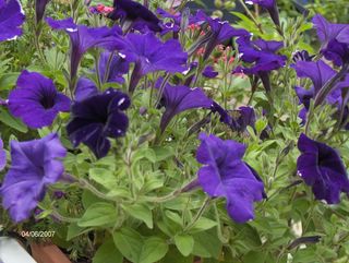 pétunia