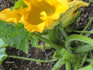 courgette