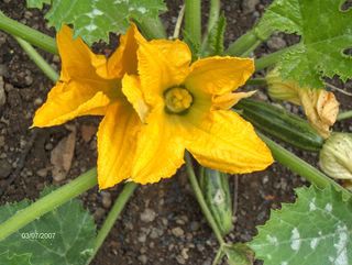 courgette