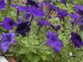 pétunia