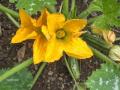 courgette