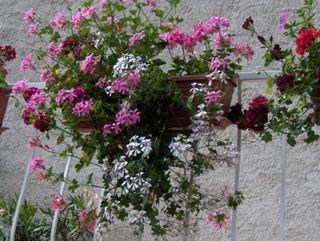 geraniums