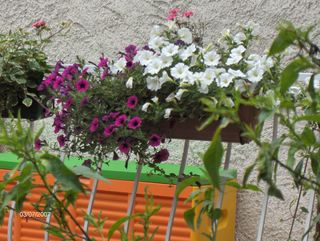 pétunias
