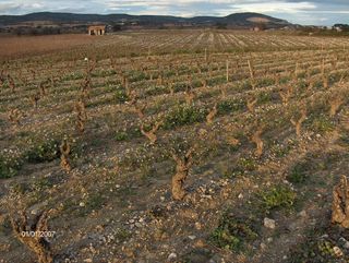 cépe de vigne