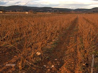 cepe de vigne