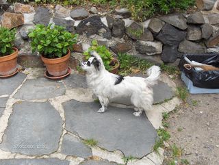 ouvéa dans la cour