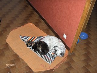 comme chat et chien