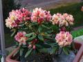 Rhodo "Brasilia"