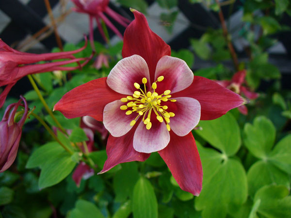 Ancolie rouge à éperon "Origami"