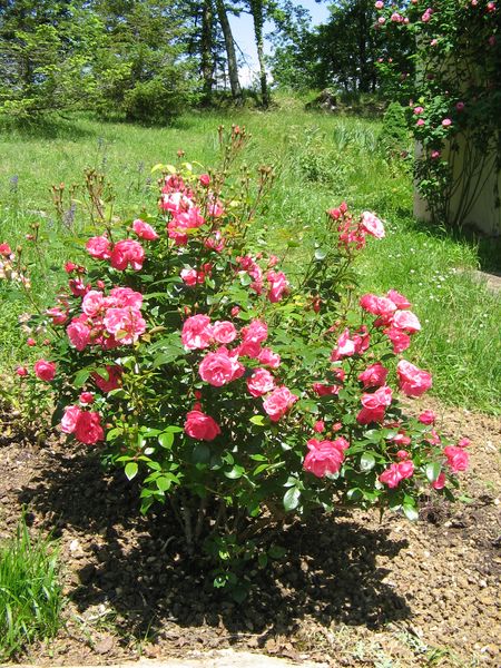 il est toujours le premier à fleurir