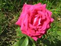 rose aux pétales très ourlés