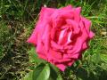 rose aux ptales trs ourls