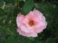 rose couleur de dragée