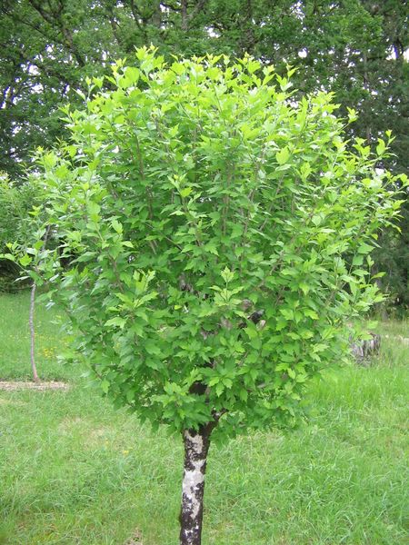 un vieil althéa pas encore fleuri