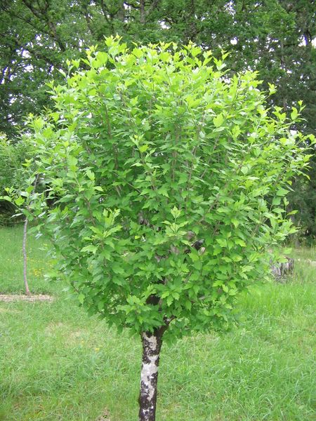 un vieil altha pas encore fleuri