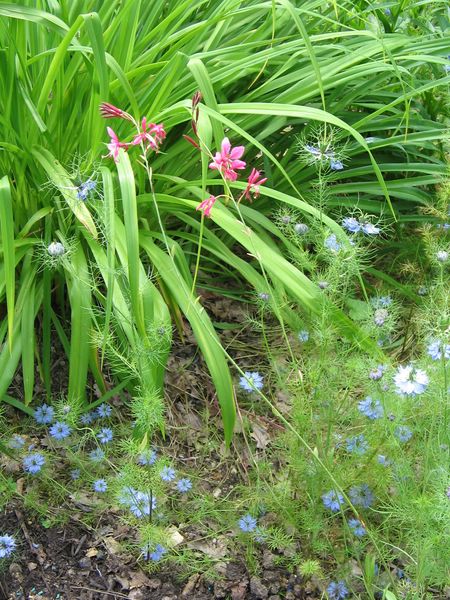 fleurs légères
