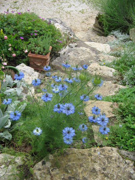 Des nigelles ont dcid de pousser sur les marches de l'escalier!