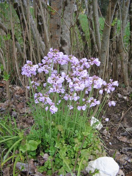 trouvée dans la forêt, elle refleurit chaque printemps