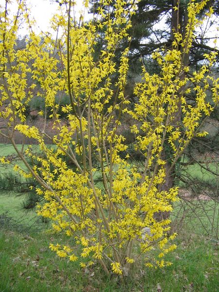 forsythia