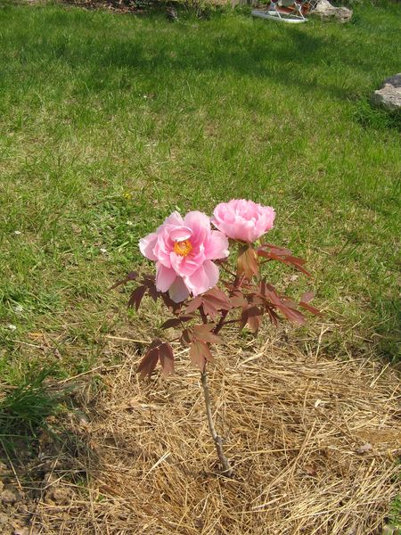 pivoine en arbre