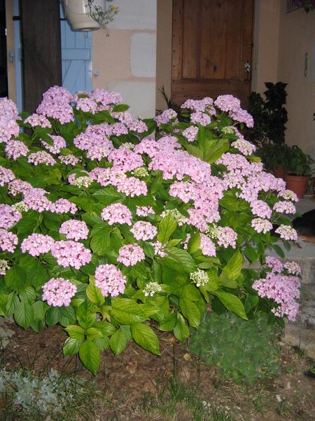 Hortensia