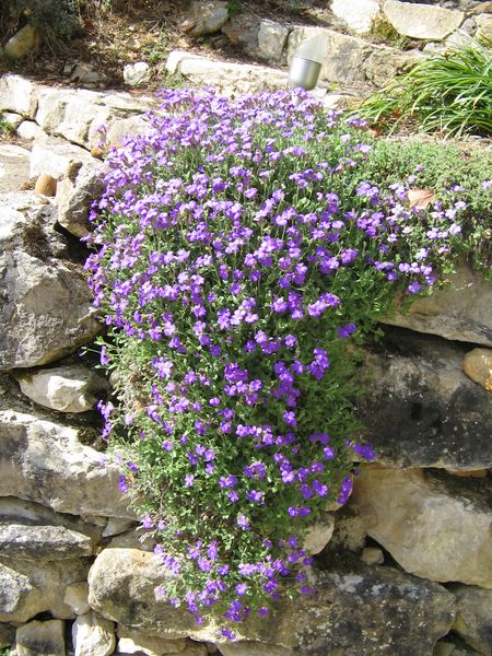 aubriète en cascade