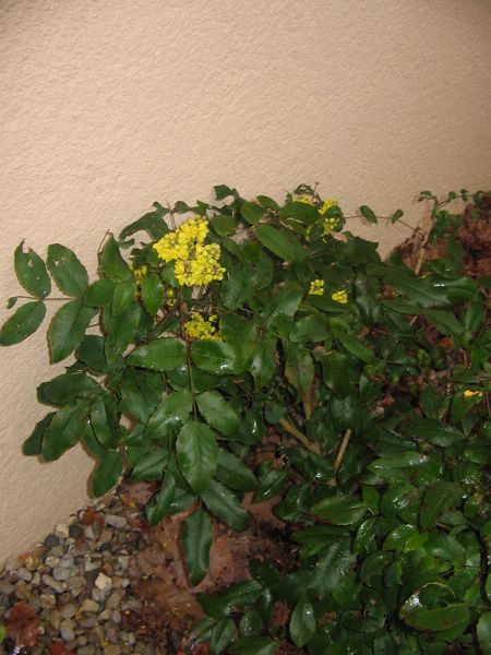 Le mahonia commence à fleurir mars 2008
