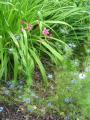 fleurs légères