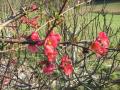 ses fleurs d'un rouge éclatant