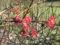 ses fleurs d'un rouge clatant