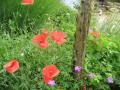 Les coquelicots se sont invités au pied de l'olivier