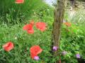 Les coquelicots se sont invits au pied de l'olivier