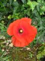 gentil coquelicot