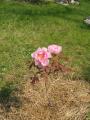 pivoine en arbre