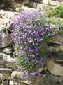 aubriète en cascade