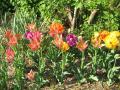 mélange de tulipes