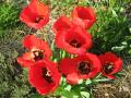 tulipes rouges comme des coquelicots !